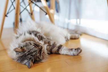 Yumuşak tüylü evcil kedi, güneş ışınları altında, parke zeminde tembelce yatıyor. Yemekten sonra uyur, masanın altında dinlenir.
