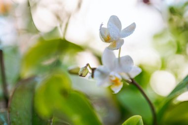 Hasır sepetin içinde bahçedeki açık balkonda asılı duran küçük bir orkide. Süslü tropikal bitki orkidesi ve pedamca hasır sepette yetişiyor.