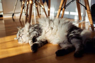 Yumuşak tüylü evcil kedi, güneş ışınları altında, parke zeminde tembelce yatıyor. Yemekten sonra uyur, masanın altında dinlenir.