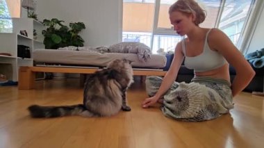 Evcil pofuduk kediyi tedavi için eğitmek. Genç bayan, ev kıyafetleri içinde, safkan evcil kedi Maine Coon 'u eğitir, yardım ile kedi sahibinin emirlerine uyar.