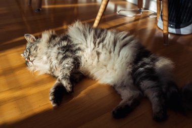 Yumuşak tüylü evcil kedi, güneş ışınları altında, parke zeminde tembelce yatıyor. Yemekten sonra uyur, masanın altında dinlenir.