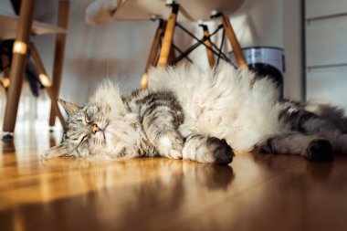 Yumuşak tüylü evcil kedi, güneş ışınları altında, parke zeminde tembelce yatıyor. Yemekten sonra uyur, masanın altında dinlenir.