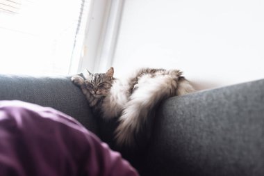 Uyuyan gri tüylü büyük kedi kanepede uyur komik bir pozda, pencerenin yanında