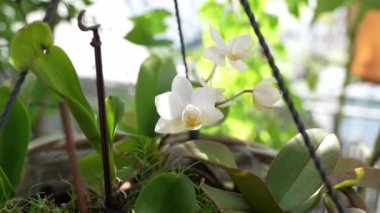 Hasır sepetin içinde bahçedeki açık balkonda asılı duran küçük bir orkide. Süslü tropikal bitki orkidesi ve pedamca hasır sepette yetişiyor.
