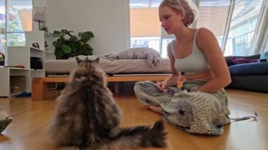 Evcil pofuduk kediyi tedavi için eğitmek. Genç bayan, ev kıyafetleri içinde, safkan evcil kedi Maine Coon 'u eğitir, yardım ile kedi sahibinin emirlerine uyar.