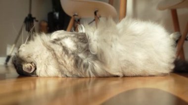 Yumuşak tüylü evcil kedi, güneş ışınları altında, parke zeminde tembelce yatıyor. Yemekten sonra uyur, masanın altında dinlenir.