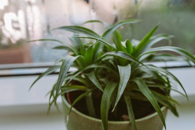 Pencere kenarında saksı, ananas, anthurium, pencerenin yanında nem buharlaşması. Kışın soğuk bir pencerenin yanında yeşil bitkiler. Pencere kenarındaki egzotik bitkilerle ilgilenmek.