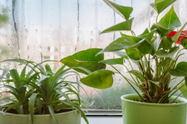 Pencere kenarında saksı, ananas, anthurium, pencerenin yanında nem buharlaşması. Kışın soğuk bir pencerenin yanında yeşil bitkiler. Pencere kenarındaki egzotik bitkilerle ilgilenmek.