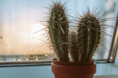 Pencere kenarında büyük dikenli dikenleri olan tencerede kaktüs.