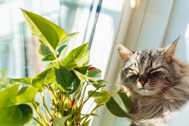 Gri tüylü kedi pencere kenarındaki yumuşak koltukta oturur. Çiçek saksılarıyla, güneşlenmeyi sever.