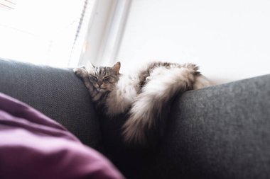 Uyuyan gri tüylü büyük kedi kanepede uyur komik bir pozda, pencerenin yanında