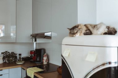 Sleepy cat resting on top of refrigerator in modern kitchen. Pet lying comfortably on fridge at home. There are paper stickers hanging on refrigerator. Home cooking clipart