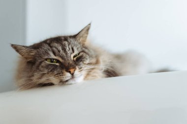 Modern mutfaktaki buzdolabının üstünde dinlenen uykucu kedi. Evcil hayvan evdeki buzdolabında rahat bir şekilde yatıyor..