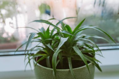 flower pot on windowsill, pineapple, anthurium, near window with moisture evaporation. green houseplants in winter near a cold window. Caring for exotic plants on the windowsill clipart