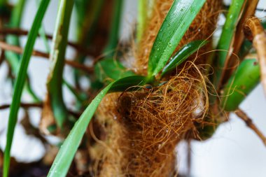 Orkide kökleri hindistan cevizi liflerinde ve ağaçlardan sarkan kömürde yetişir.
