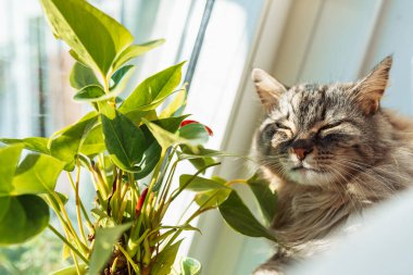 Gri tüylü kedi pencere kenarındaki yumuşak koltukta oturur. Çiçek saksılarıyla, güneşlenmeyi sever.