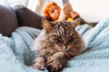 portre gri tüylü kedi battaniyeye uzanmış, arka planda genç kadın kanepeye uzanmış, battaniyeyle kaplanmış, hasta, dinleniyor, uyuyor, akıllı telefon kullanıyor