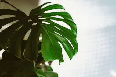 Monstera bitki yaprağı Alçak Anahtarlı Sinema Işığı, Beyaz Duvardaki Gölge Işığı