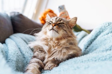 portre gri tüylü kedi battaniyeye uzanmış, arka planda genç kadın kanepeye uzanmış, battaniyeyle kaplanmış, hasta, dinleniyor, uyuyor, akıllı telefon kullanıyor