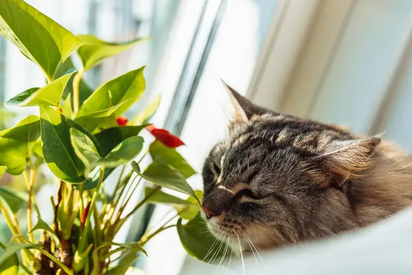 Gri tüylü kedi pencere kenarındaki yumuşak koltukta oturur. Çiçek saksılarıyla, güneşlenmeyi sever.