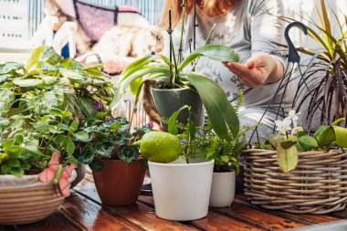 Orta yaşlı bir kadın, ev kıyafetleri içinde, terasın ahşap zemininde oturuyor, çiçekleri, çiçekleri suluyor, arka planda evcil bir kedi şezlongda oturuyor.