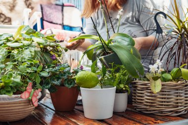 Orta yaşlı bir kadın, ev kıyafetleri içinde, terasın ahşap zemininde oturuyor, çiçekleri, çiçekleri suluyor, arka planda evcil bir kedi şezlongda oturuyor.