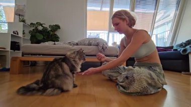 Evcil pofuduk kediyi tedavi için eğitmek. Genç bayan, ev kıyafetleri içinde, safkan evcil kedi Maine Coon 'u eğitir, yardım ile kedi sahibinin emirlerine uyar.