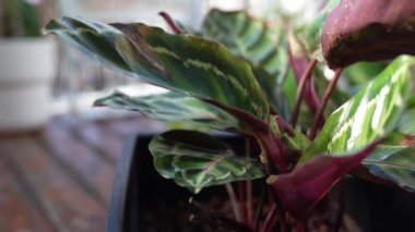 Yakın plan yapraklar güneş ışınlarında yağmur damlalarında tropik bitki kalateası. Güzel yeşil ve mor desenli tropikal bitkilerle ıslak yapraklar. Sera, balkon bahçesi