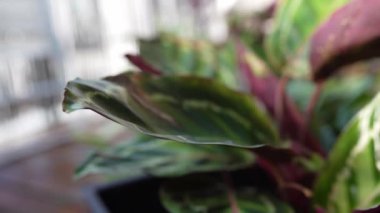 Yakın plan yapraklar güneş ışınlarında yağmur damlalarında tropik bitki kalateası. Güzel yeşil ve mor desenli tropikal bitkilerle ıslak yapraklar. Sera, balkon bahçesi