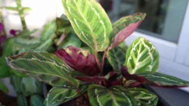 Yakın plan yapraklar güneş ışınlarında yağmur damlalarında tropik bitki kalateası. Güzel yeşil ve mor desenli tropikal bitkilerle ıslak yapraklar. Sera, balkon bahçesi