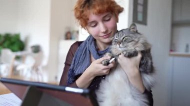 Tablet kullanan genç bir kadının portresi, dokunmatik ekranda Stylus 'la çizim yapmak, kucağında oturan tüylü gri kedi, evcil hayvan, arkadaşlık, her şeyi birlikte yapmak.