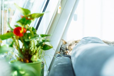 Gri tüylü kedi pencere kenarındaki yumuşak koltukta oturur. Çiçek saksılarıyla, güneşlenmeyi sever.