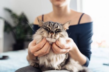 Kadınların elleri kabarık gri bir kediyi kucaklıyor ve tırmalıyor, evcil hayvan, birlikte vakit geçiriyor, kedi mırıldanıyor.