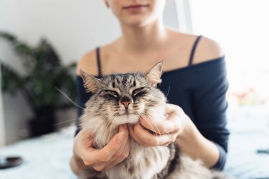 Kadınların elleri kabarık gri bir kediyi kucaklıyor ve tırmalıyor, evcil hayvan, birlikte vakit geçiriyor, kedi mırıldanıyor.
