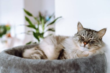 domestic gray fluffy cat breed Maine Coon enjoys sleep in comfortable cat tree