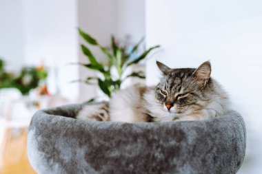 domestic gray fluffy cat breed Maine Coon enjoys sleep in comfortable cat tree
