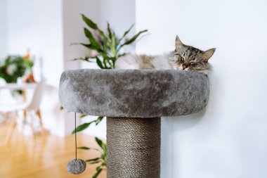 domestic gray fluffy cat breed Maine Coon enjoys sleep in comfortable cat tree