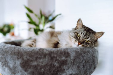 domestic gray fluffy cat breed Maine Coon enjoys sleep in comfortable cat tree