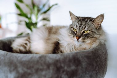 domestic gray fluffy cat breed Maine Coon enjoys sleep in comfortable cat tree