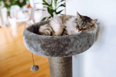 domestic gray fluffy cat breed Maine Coon enjoys sleep in comfortable cat tree