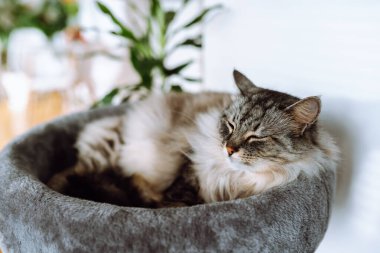 domestic gray fluffy cat breed Maine Coon enjoys sleep in comfortable cat tree