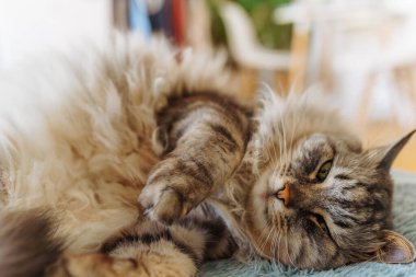 Yumuşak battaniyenin üzerinde pofuduk evcil kedi yatıyor.