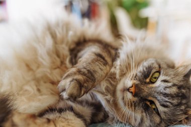 Yumuşak battaniyenin üzerinde pofuduk evcil kedi yatıyor.