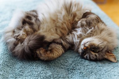 Yumuşak battaniyenin üzerinde pofuduk evcil kedi yatıyor.