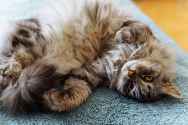 Yumuşak battaniyenin üzerinde pofuduk evcil kedi yatıyor.