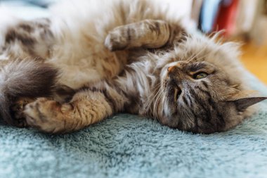 Yumuşak battaniyenin üzerinde pofuduk evcil kedi yatıyor.