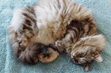 Yumuşak battaniyenin üzerinde pofuduk evcil kedi yatıyor.