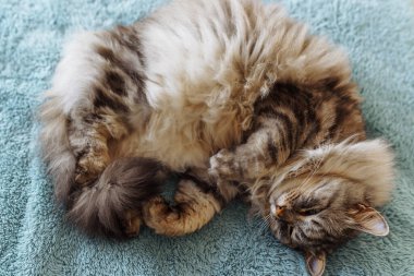 Yumuşak battaniyenin üzerinde pofuduk evcil kedi yatıyor.