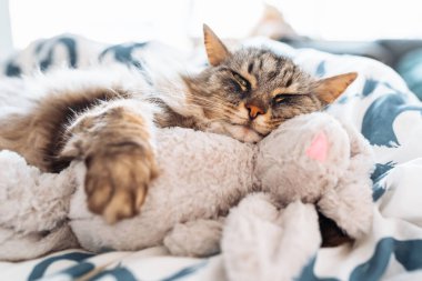 Uyuyan tatlı tatlı gri kedi pelüş oyuncak tavşana sarılıyor, rahat evcil hayvanlar