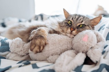 Uyuyan tatlı tatlı gri kedi pelüş oyuncak tavşana sarılıyor, rahat evcil hayvanlar